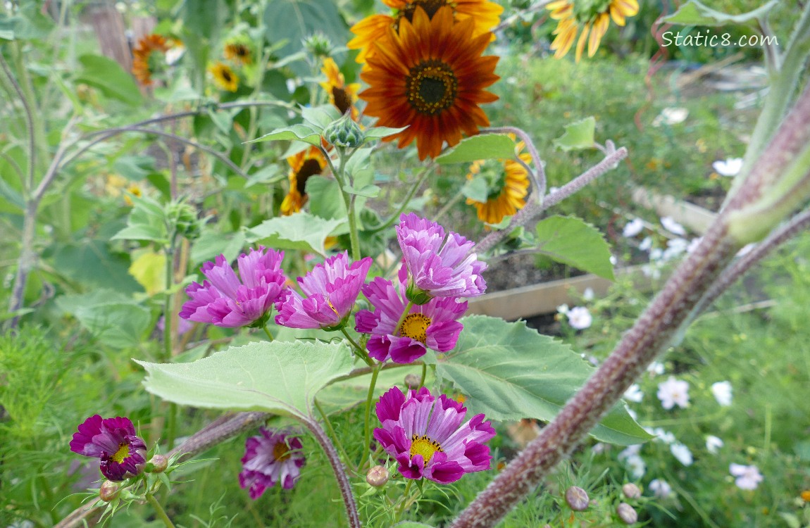 Purple Cosmos with Sunflowers