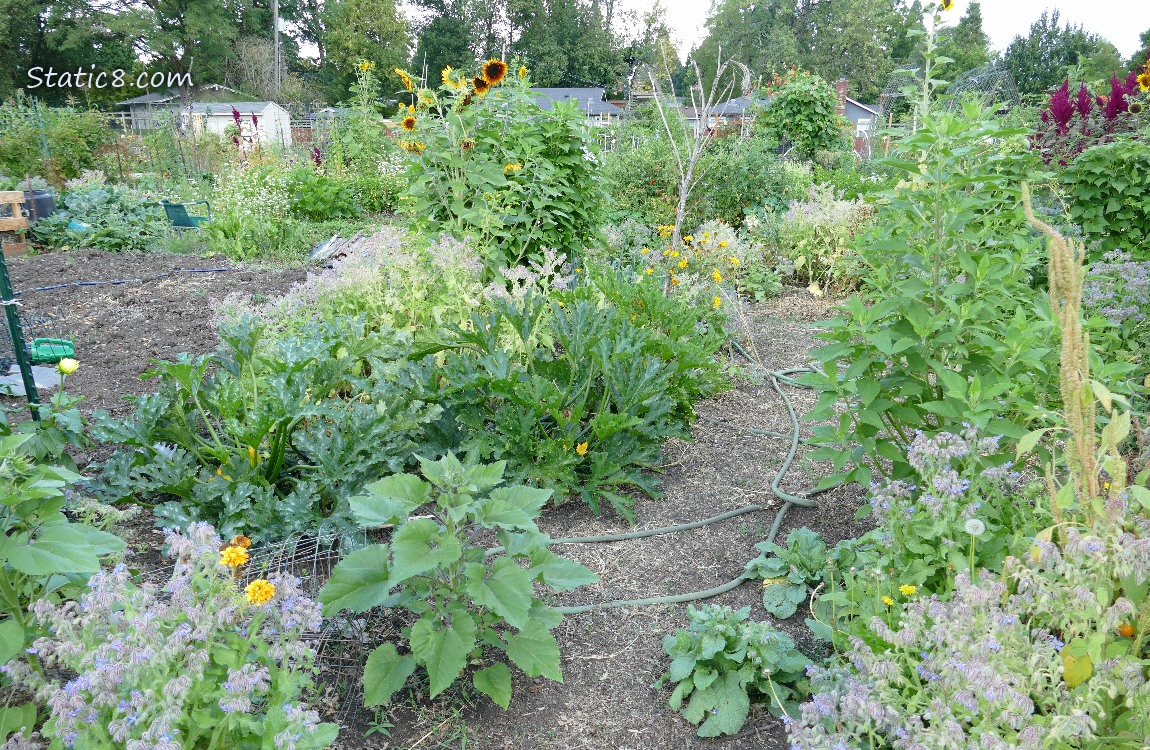 Garden Plot