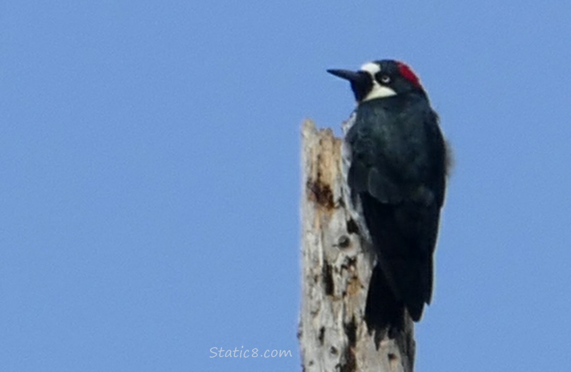 Acorn Woodpecker standing at the top of a snag