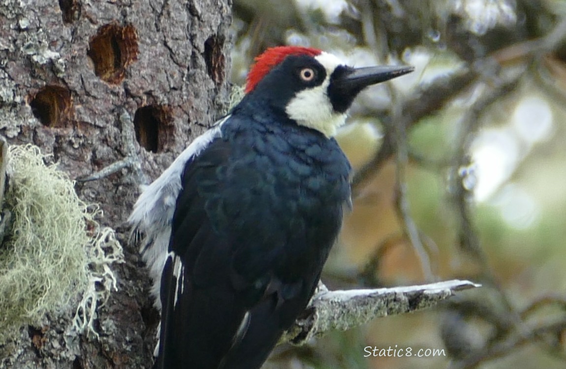 Acorn Woodpecker standing on the side of a granary tree