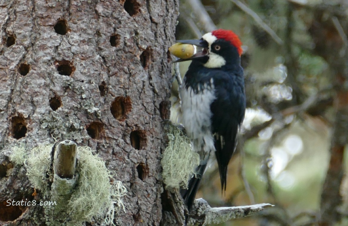 Acorn Woodpecker standing on the side of a granary tree, with an acorn in his beak