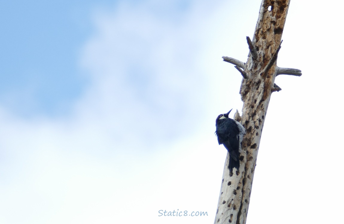 Acorn Woodpecker standing on a granary tree