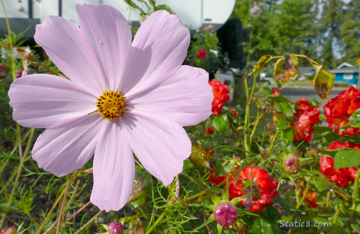 Cosmos bloom with roses in the background