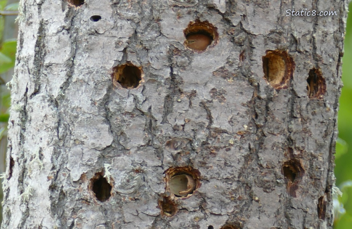 Acorn Woodpecker granary tree