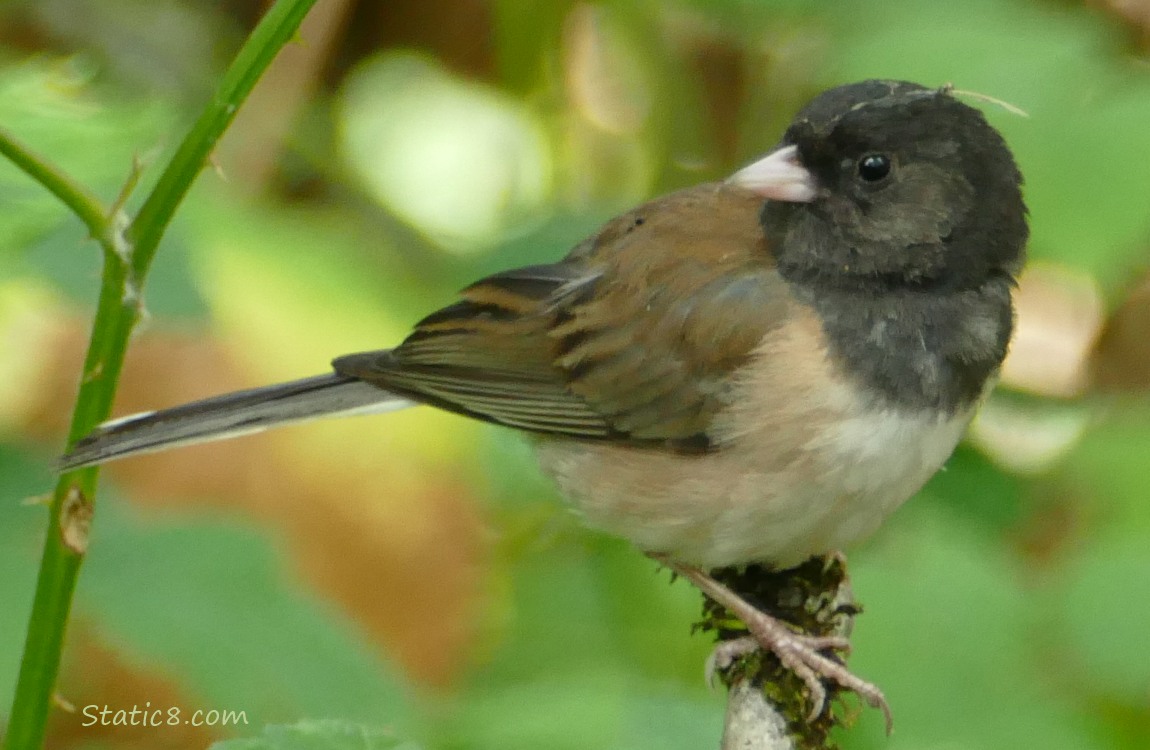 Junco standing on a branch