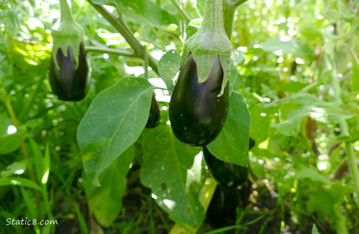 Eggplants growing on the vine