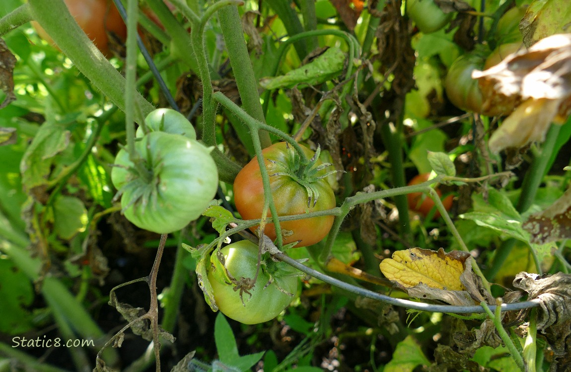 Tomatoes ripening on a plant with some brown, dead leaves