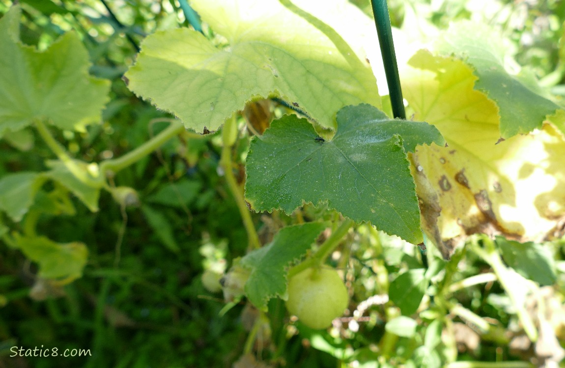 Lemon Cucumber