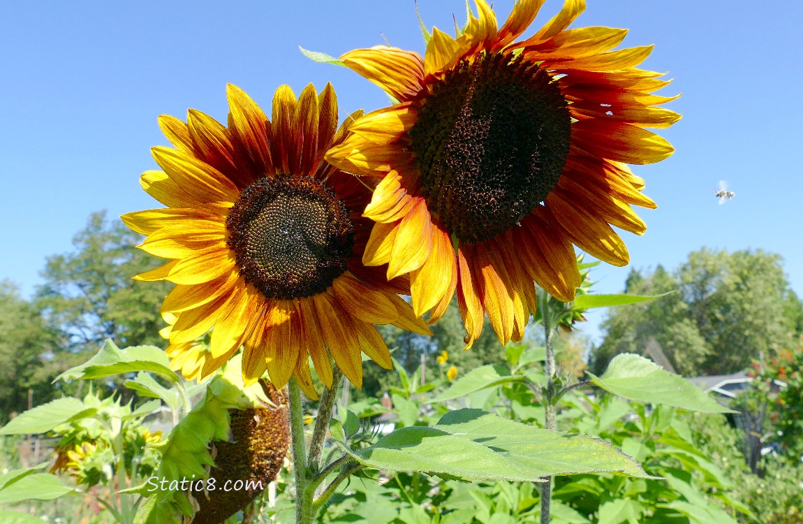 Red and yellow coloured Sunflower blooms