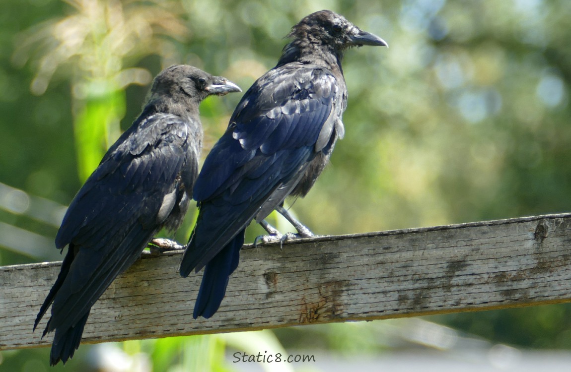 Two crows standing on a wood fence