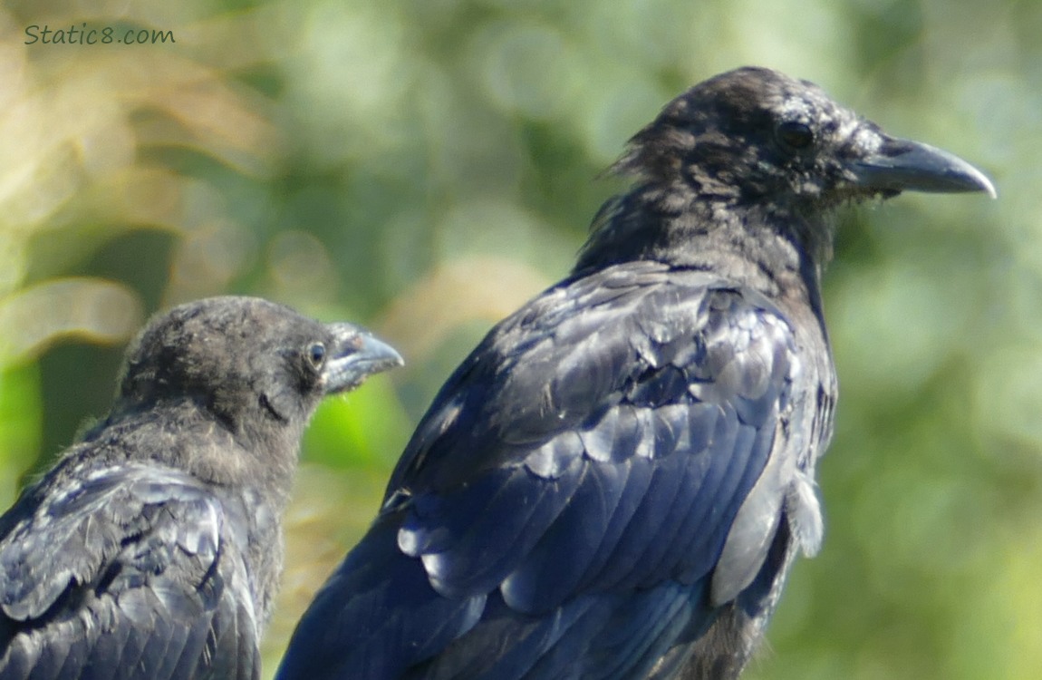 Close up of two crows