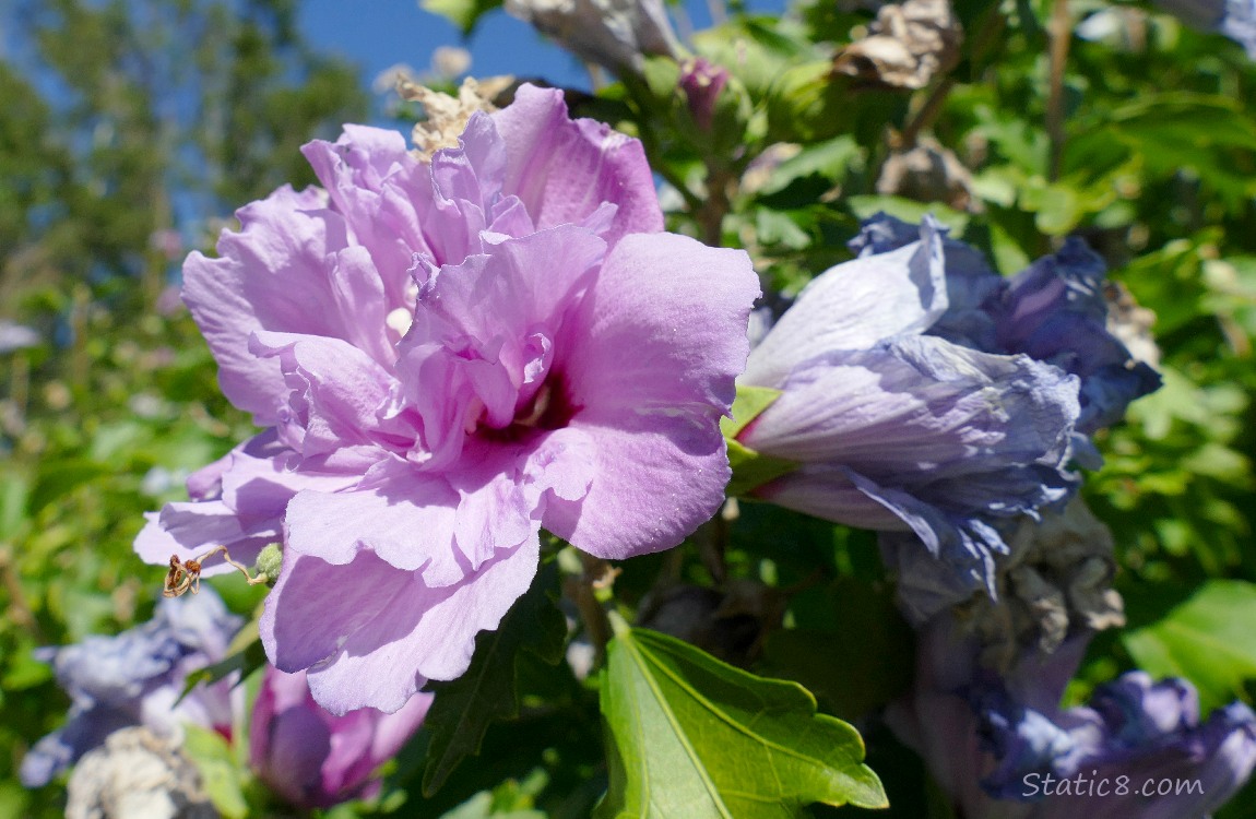 Double petal hibiscus