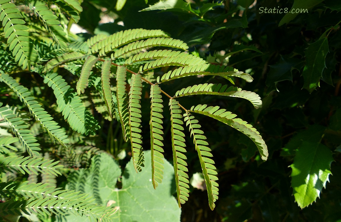 Mimosa leaves