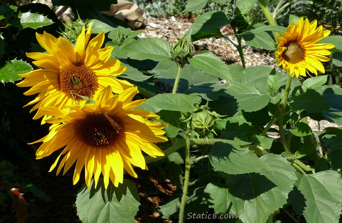 Sunflower blooms