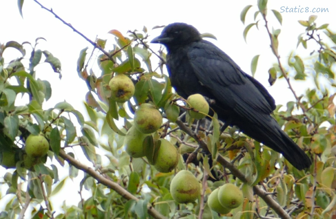 Crow standing in a pear tree