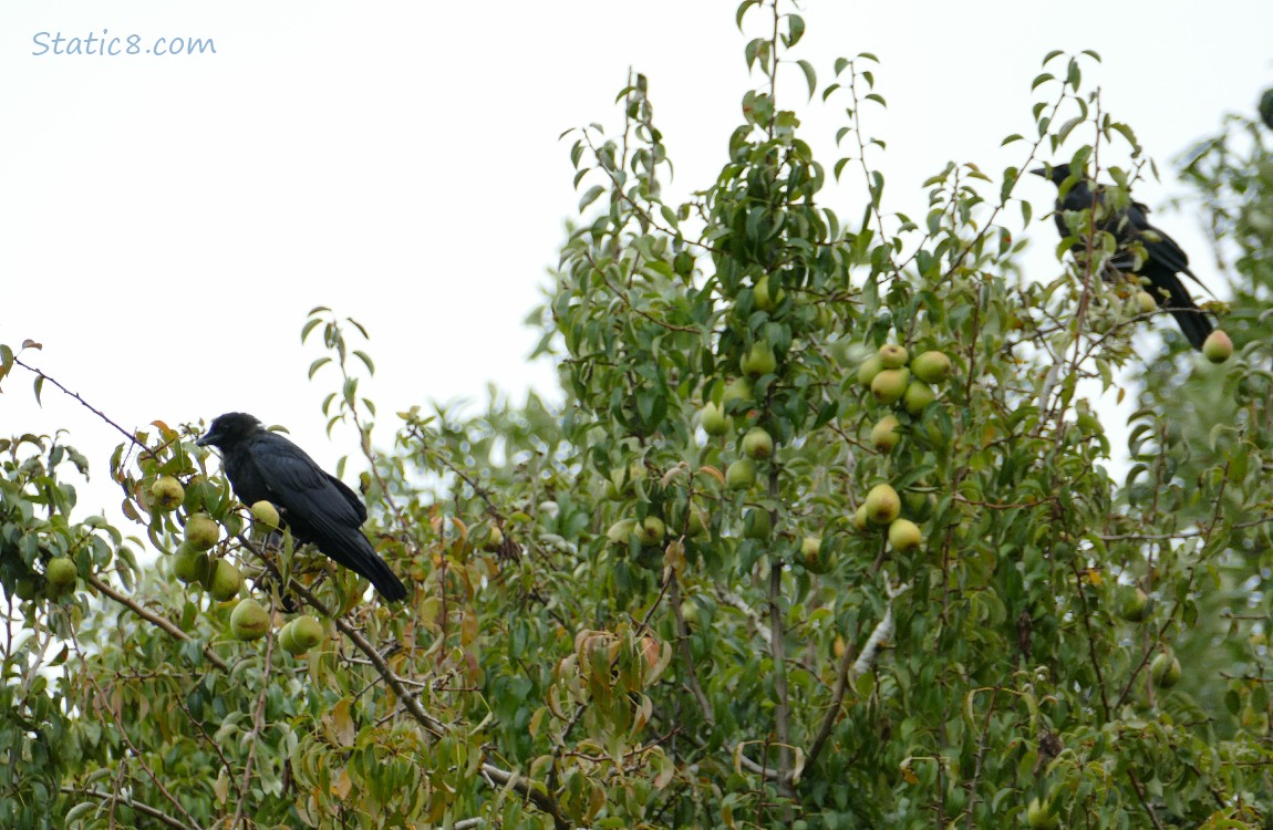 Two Crows standing in a pear tree