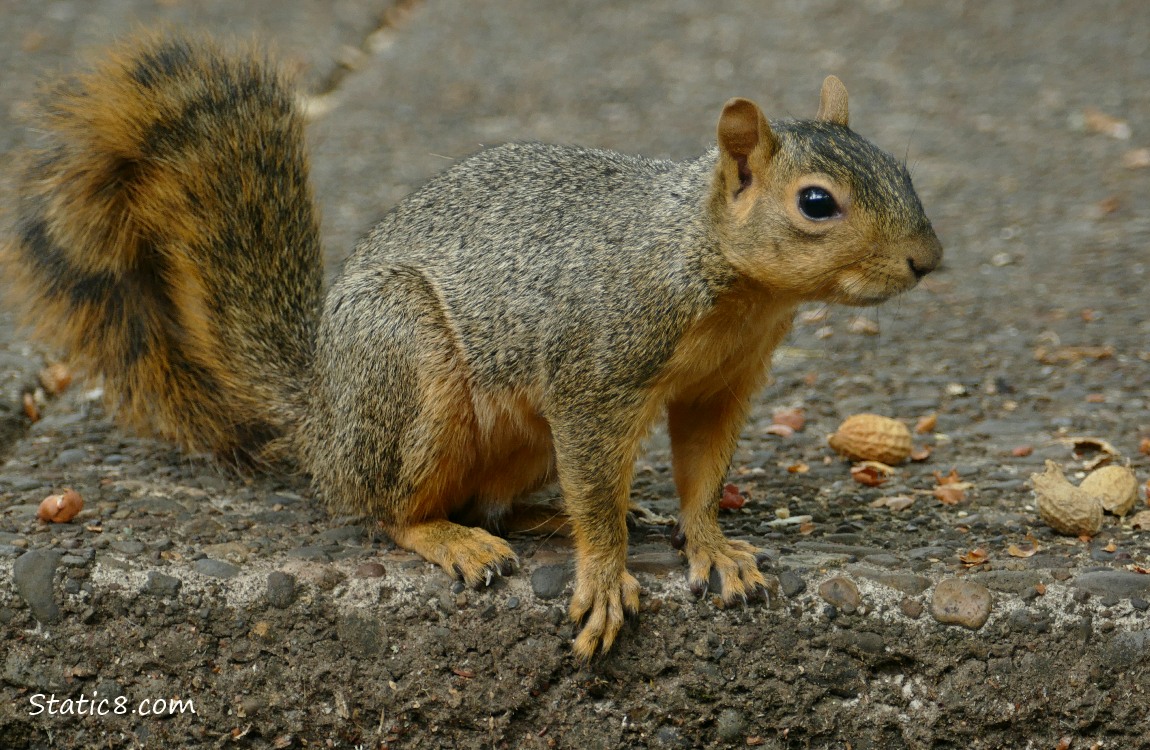 Squirrel on the sidewalk, with broken peanut shells nearby