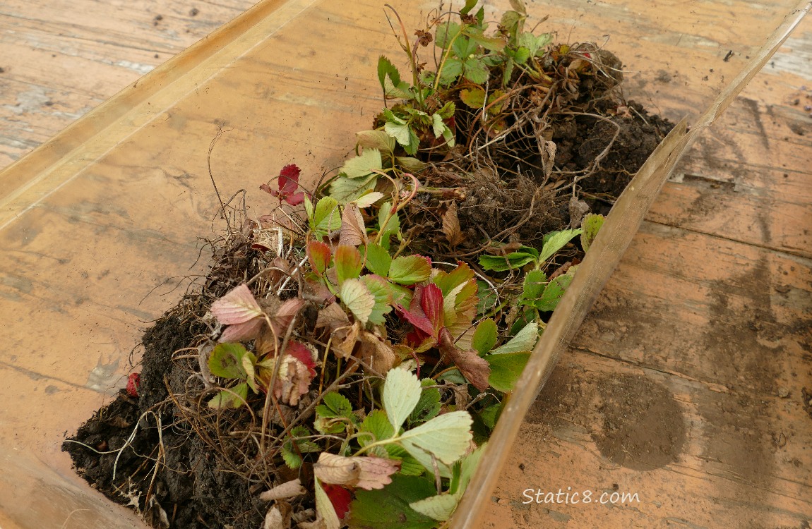 Strawberry plants gathered in a box