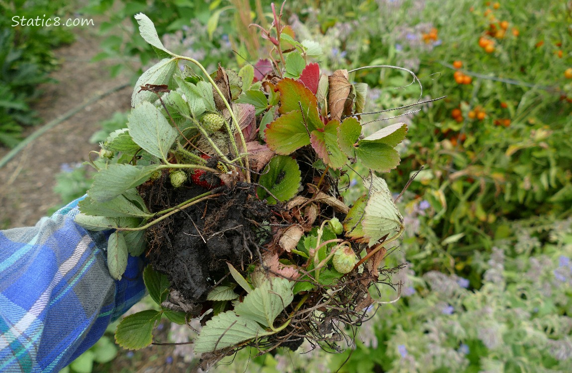 Handful of Strawberry plants at the garden plot