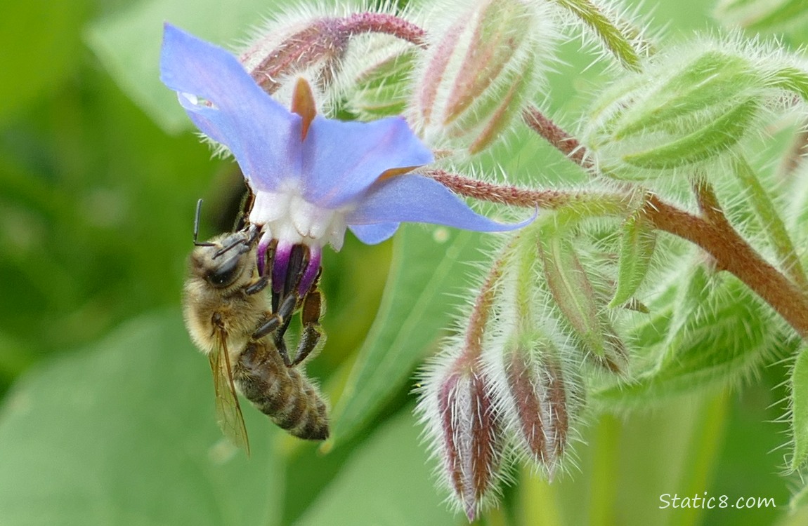 Honey Bee hanging from a Borage bloom