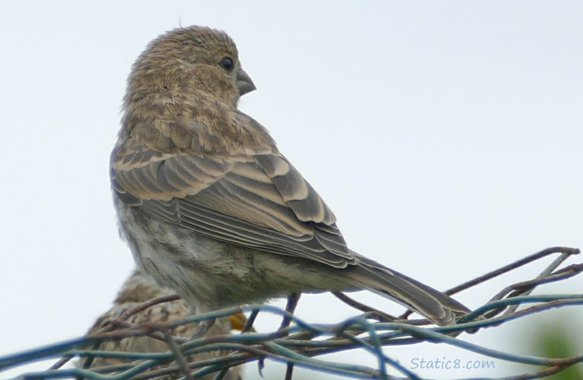 House Finch standing on a wire trellis