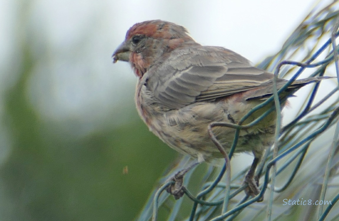 Male House Fich standing on a wire trellis