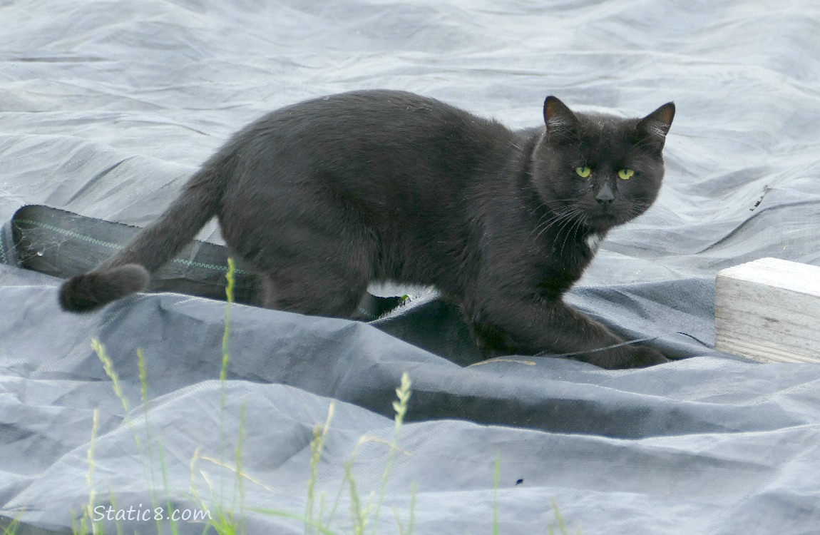 Black cat standing on a grey tarp