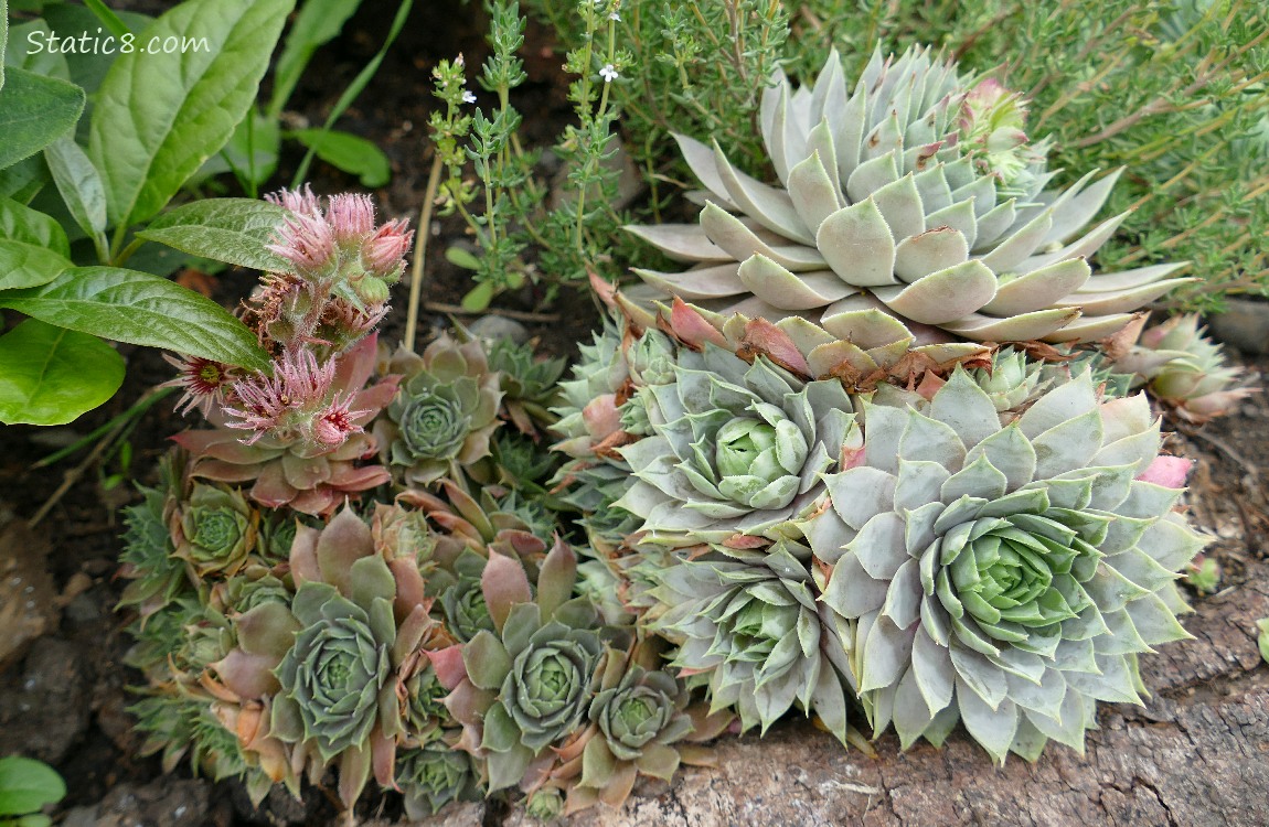 Succulents