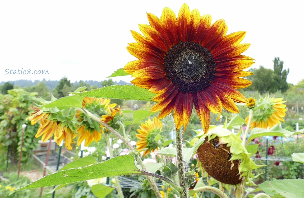 Red and yellow Sunflower blooms