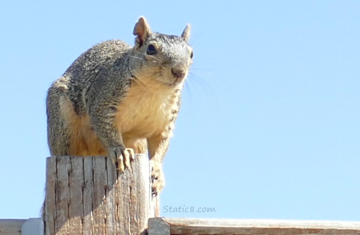 Squirrel sitting on a wood fence post