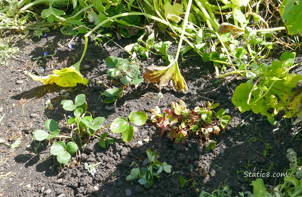 Strawberry plants in the ground