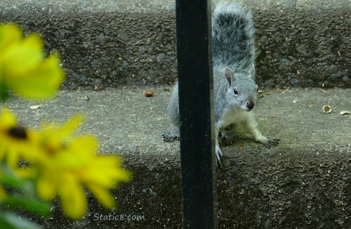 Squirrel sitting on the stair