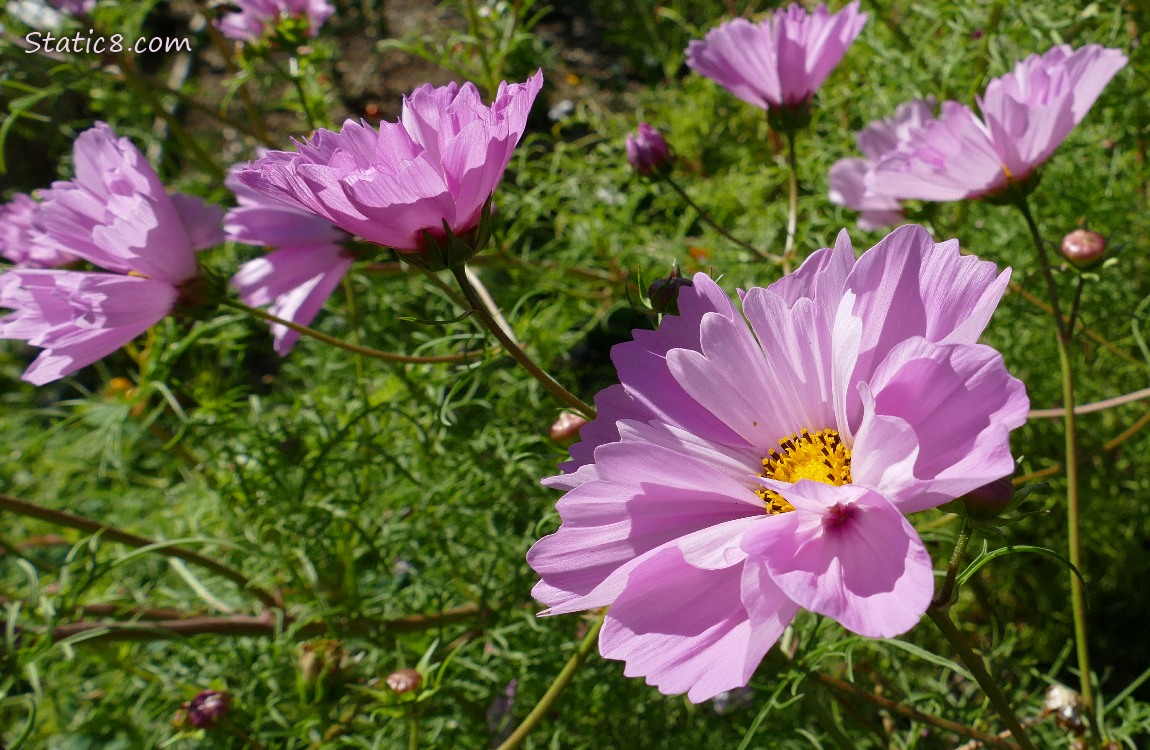 Pink Cosmos blooms