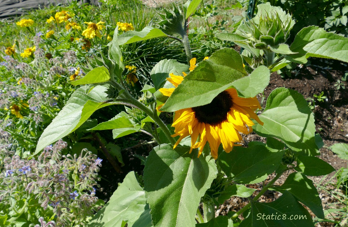 Sunflower bloom with Marigold blooms in the background