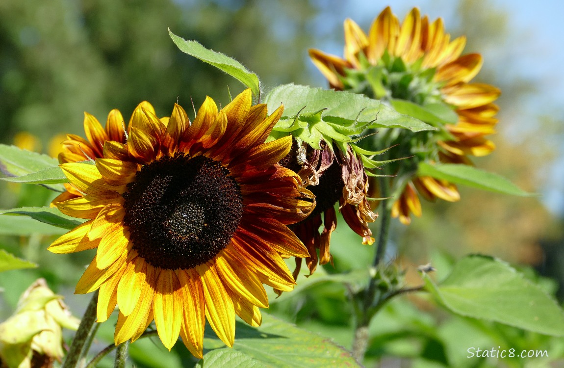 Sunflower blooms