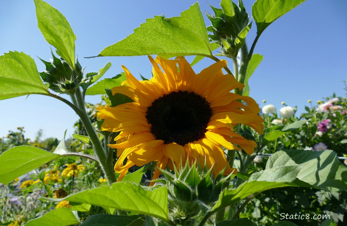 Sunflower bloom with blue sky