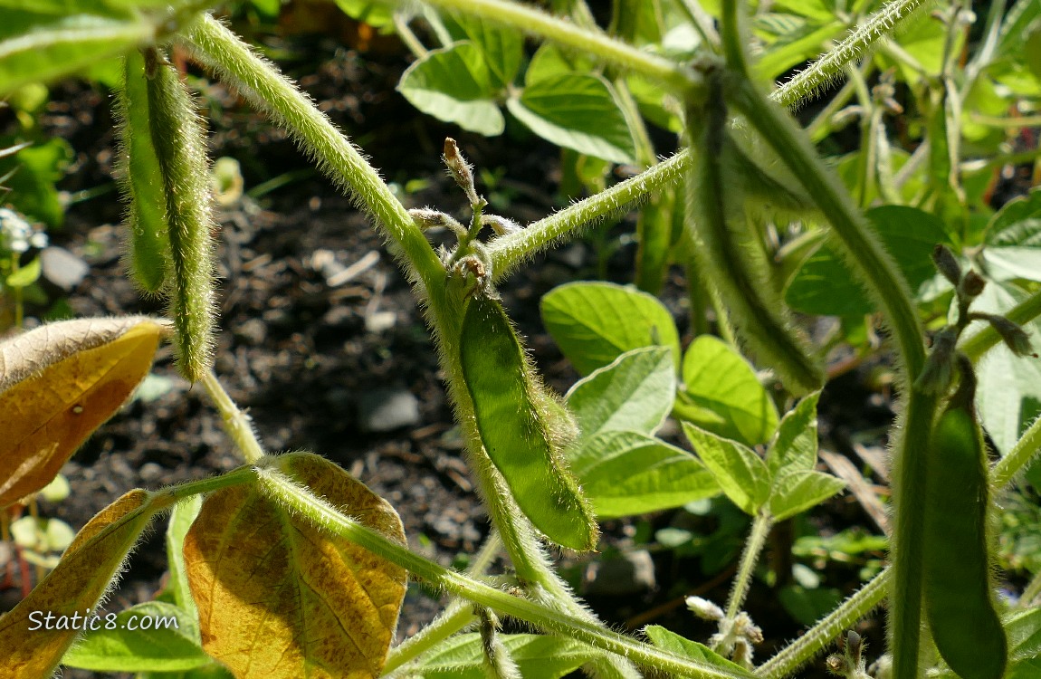 Soybean pods growing on the plants