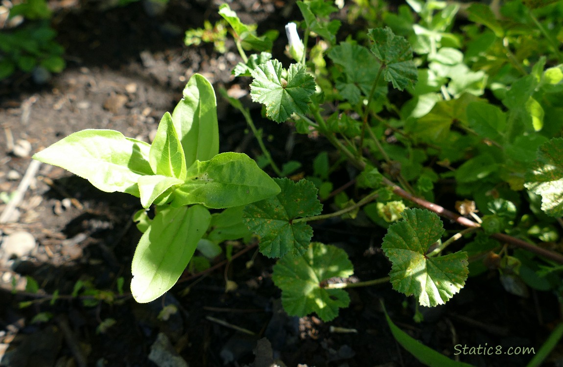 Small Zinnia plant growing in the ground