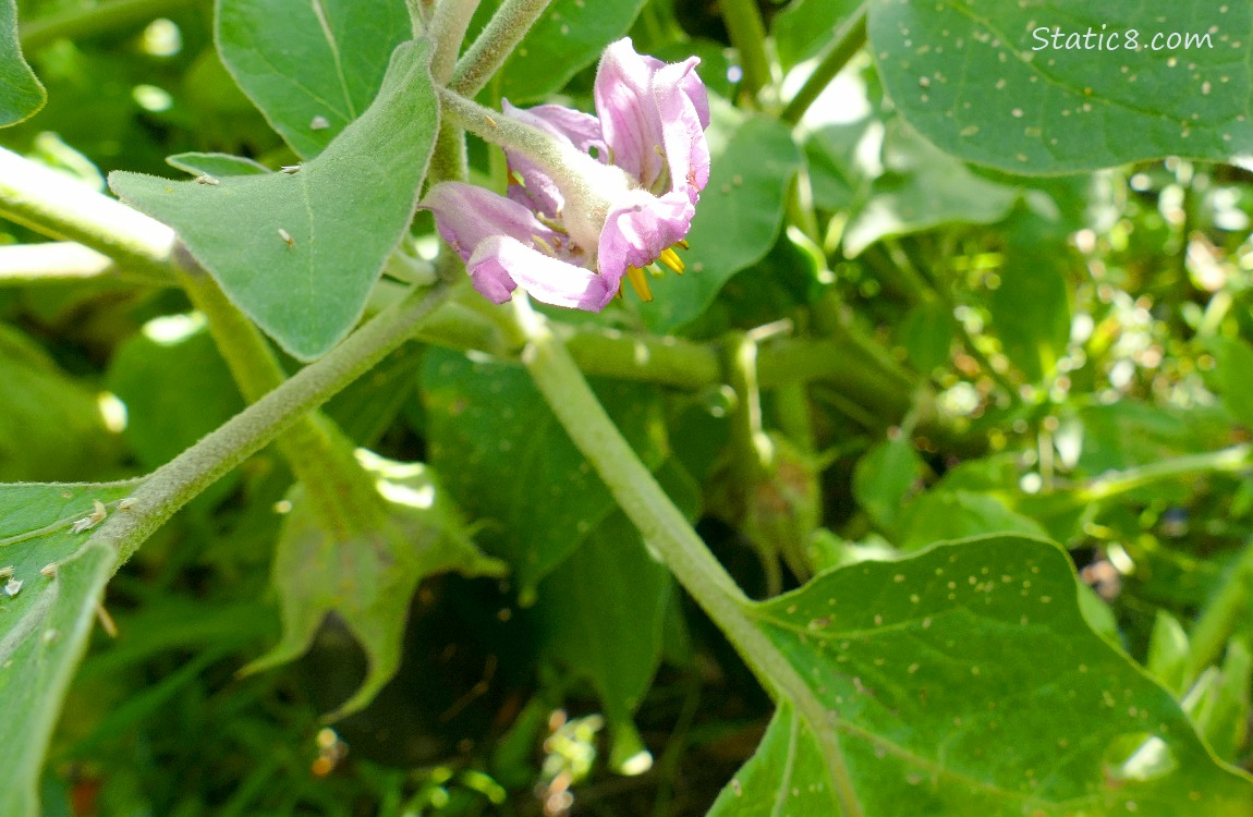 Eggplant bloom