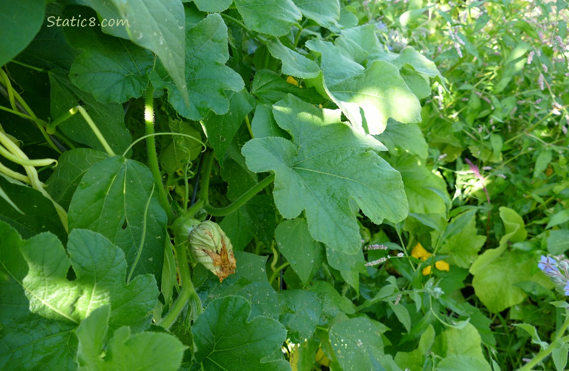 Butternut on the bean trellis