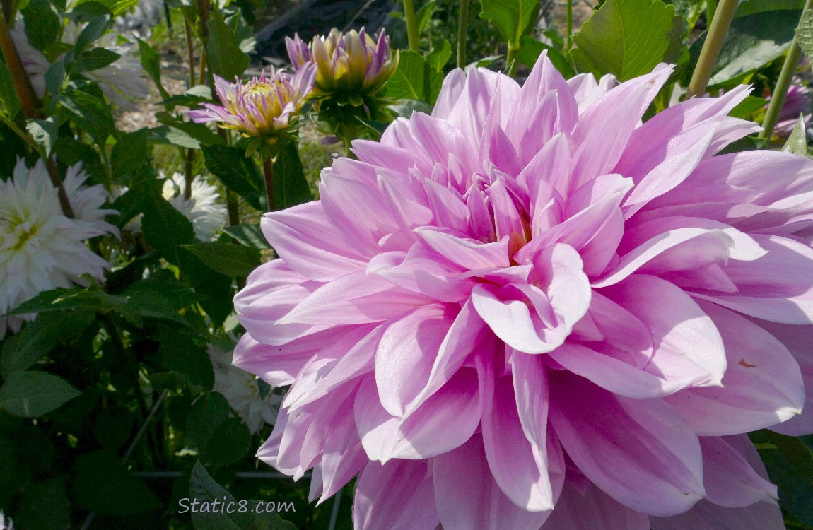 Pink Dahlia bloom