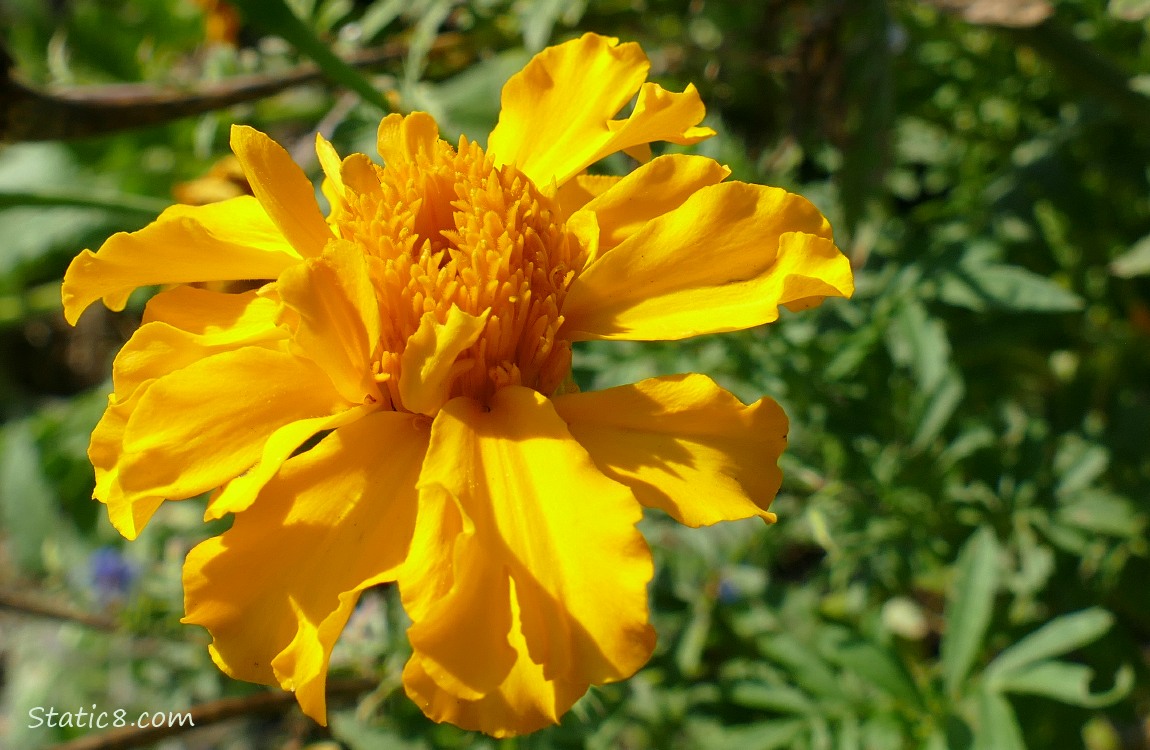 Orange marigold bloom