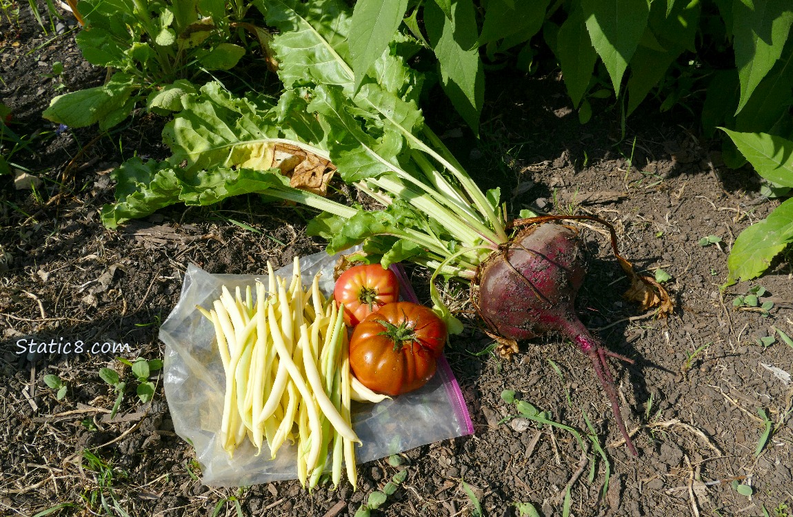 Harvested veggies laying on the ground, including a pulled beet