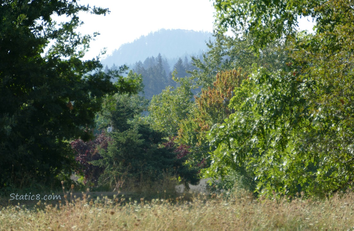 Trees on the hill