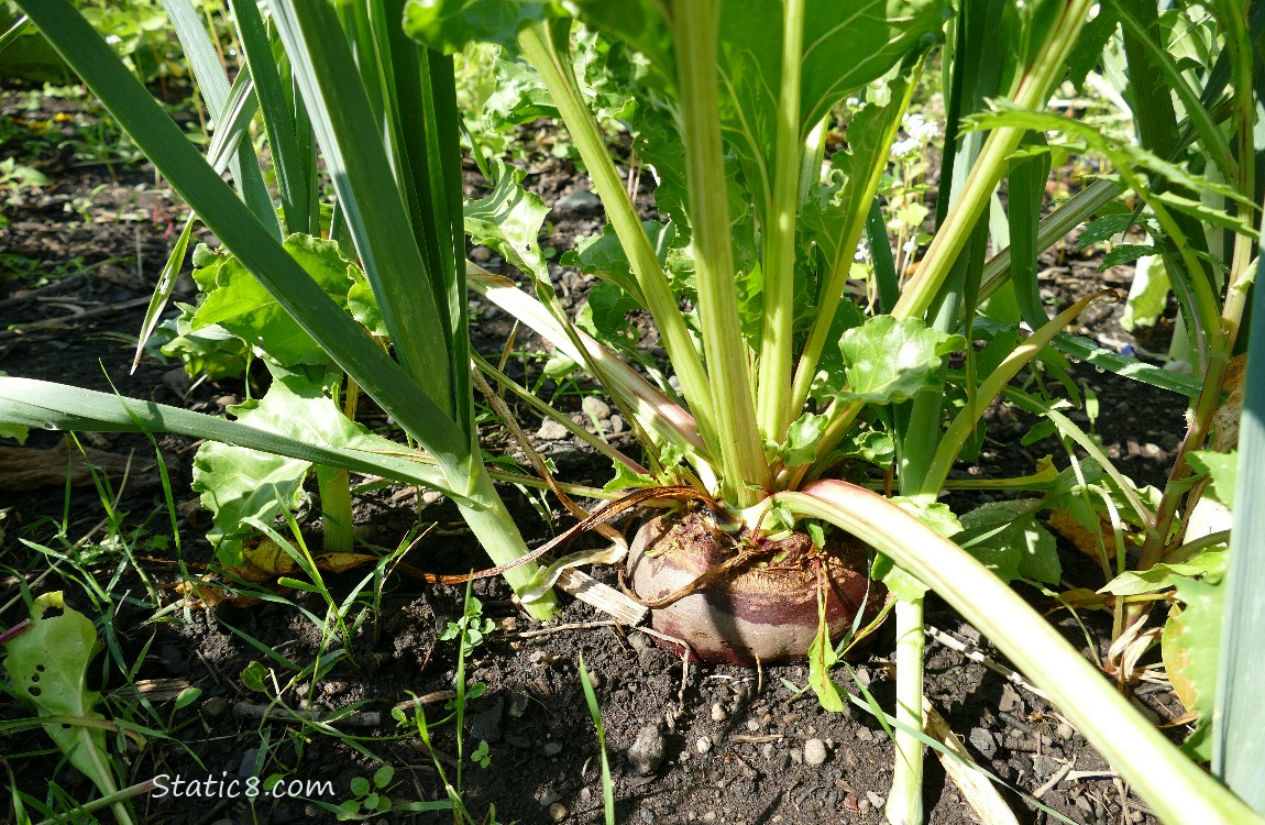 Leeks and Beet growing in the ground