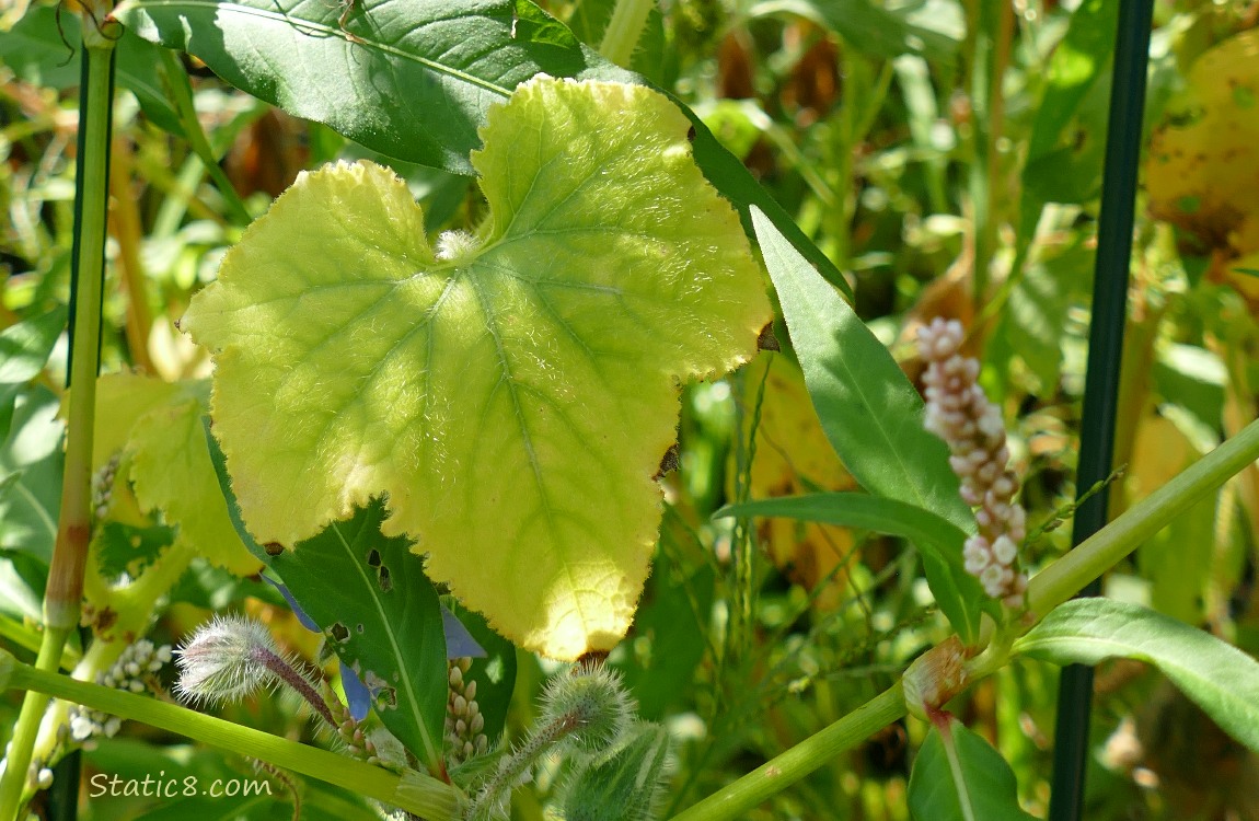 Cucumber leaf, turning yellow