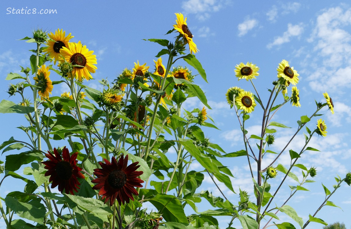 Sunflower blooms in front of a blue sky