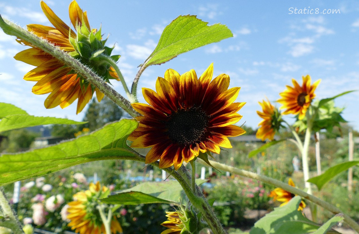 Sunflower blooms