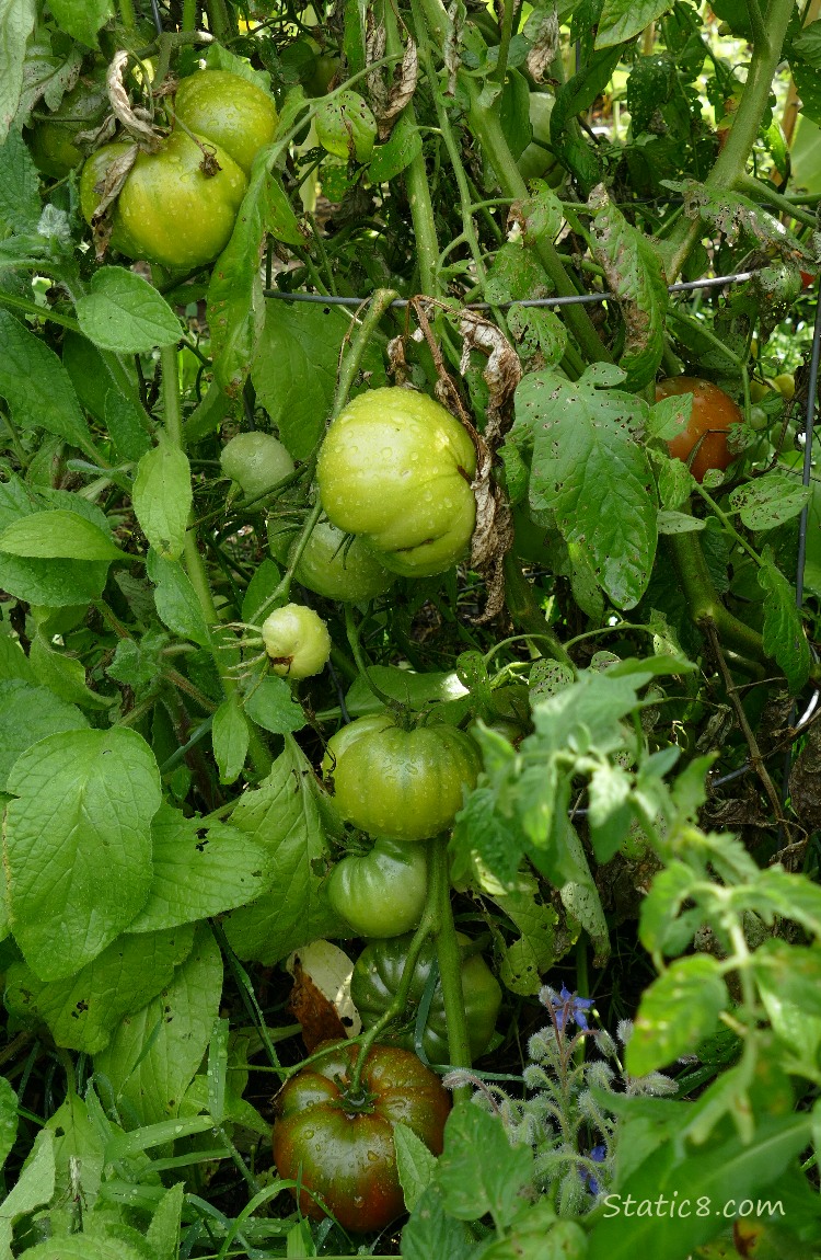 Green tomatoes on the vine