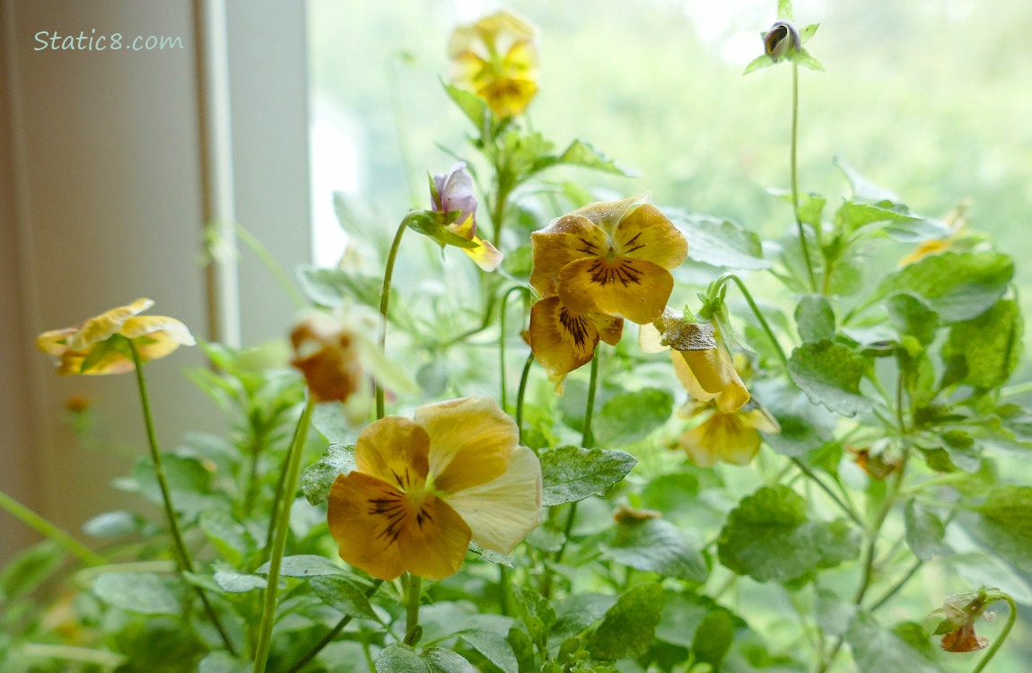 Small, yellow Pansy blooms